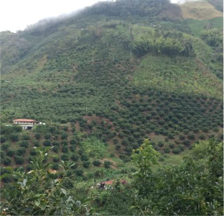 Clarico-3 Columns Style 5