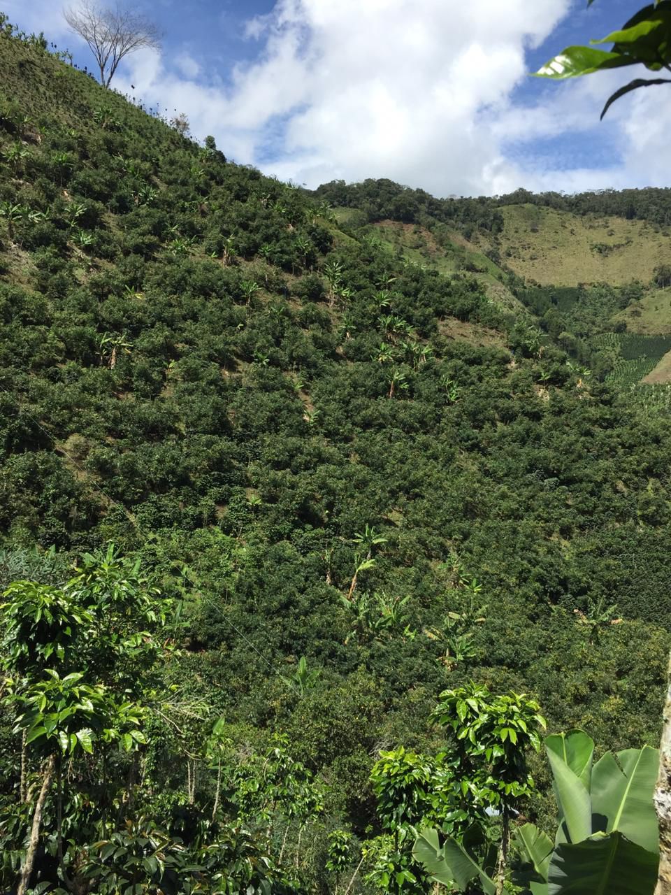 Clarico-Offer style 1