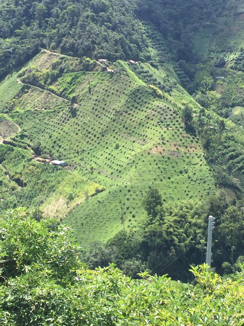 Clarico-Offer style 1