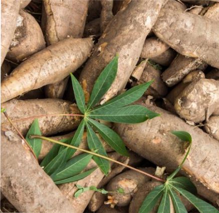 Clarico-3 Columns Style 5